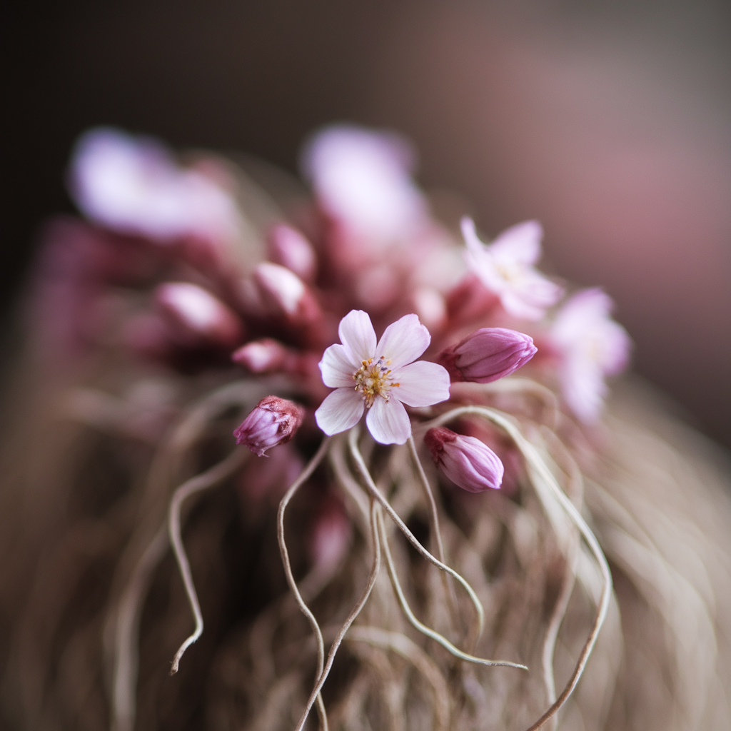 Valerian Root